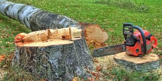 How Our Tree Care Process Works  in  South Glens Falls, NY