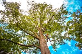 Tree and Shrub Care in South Glens Falls, NY