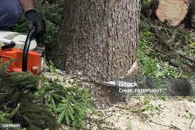 Best Stump Grinding and Removal  in South Glens Falls, NY