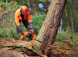 Best Lawn Watering Services  in South Glens Falls, NY