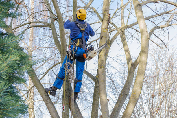 Best Tree Health Inspection  in South Glens Falls, NY