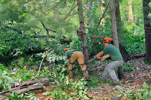 Best Tree Trimming and Pruning  in South Glens Falls, NY