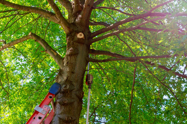 Reliable South Glens Falls, NY Tree Services Solutions